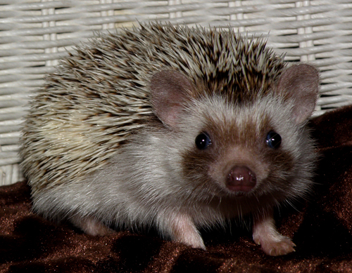 Algerian Chocolate Snowflake Pinto